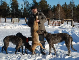 my Hounds and coyote.webp